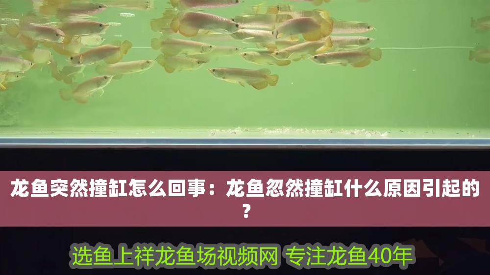 龍魚突然撞缸怎么回事：龍魚忽然撞缸什么原因引起的？