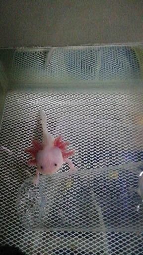 六角恐龍魚換水時可以洗魚缸嗎？