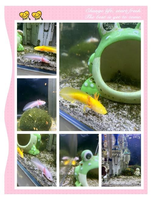 恐龍魚可以和孔雀魚混養嗎圖片大全