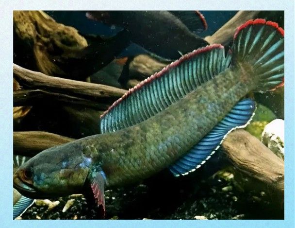 云南雷龍魚值錢嗎圖片