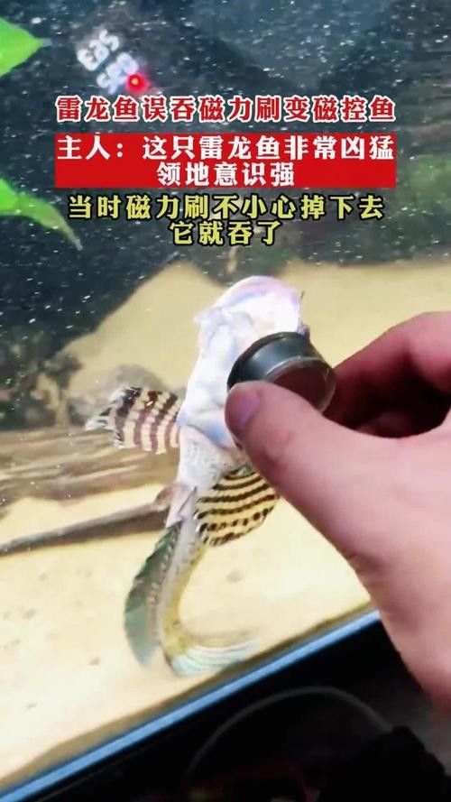 云南雷龍魚值錢嗎圖片