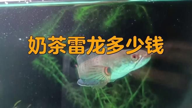 云南雷龍魚值錢嗎圖片
