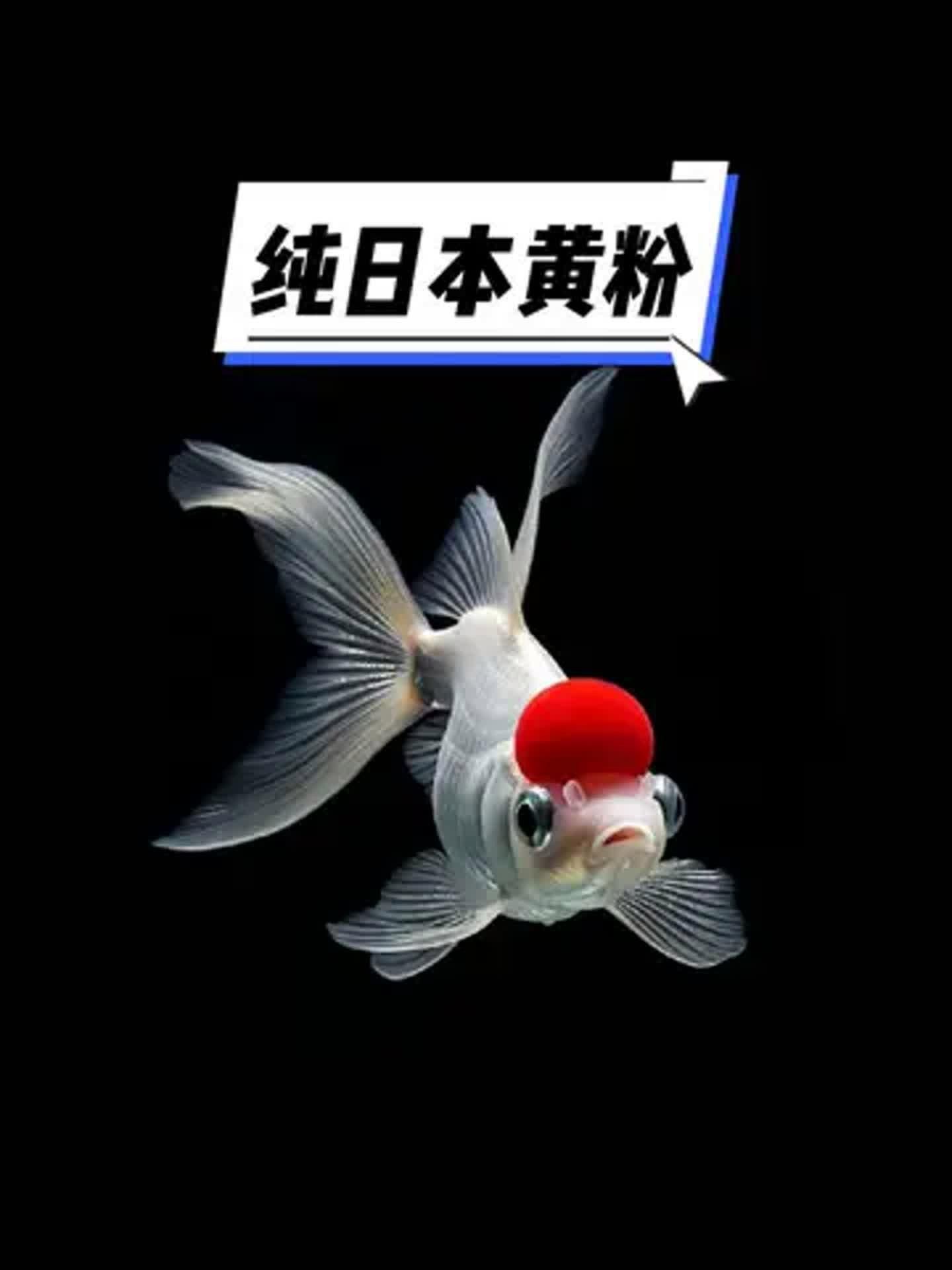 黃粉對(duì)哪些魚(yú)種有效？