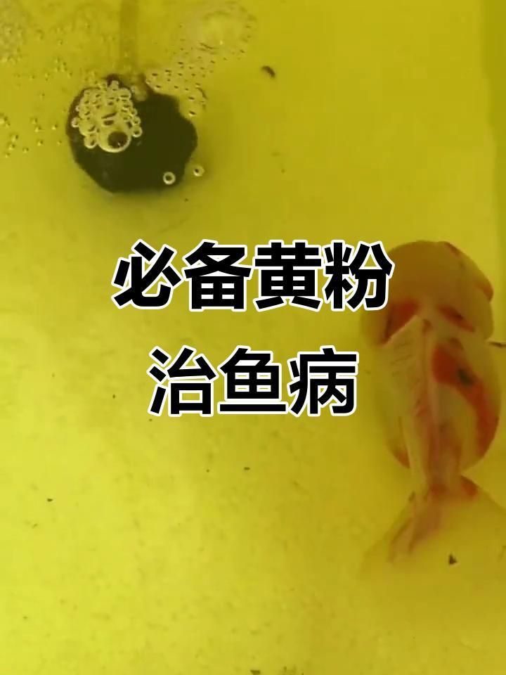 黃粉對(duì)哪些魚種有效？