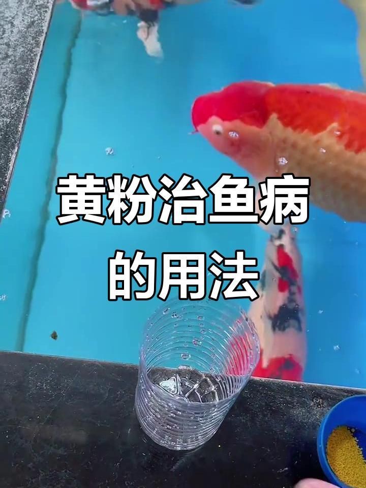 黃粉對(duì)哪些魚種有效？