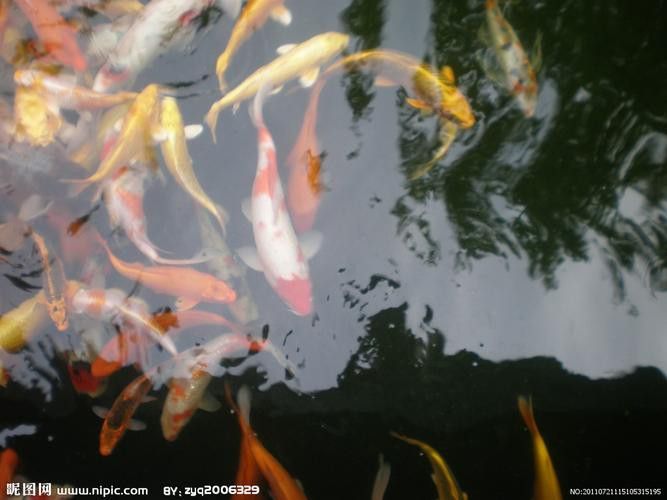 如何挑選健康的龍鳳魚？