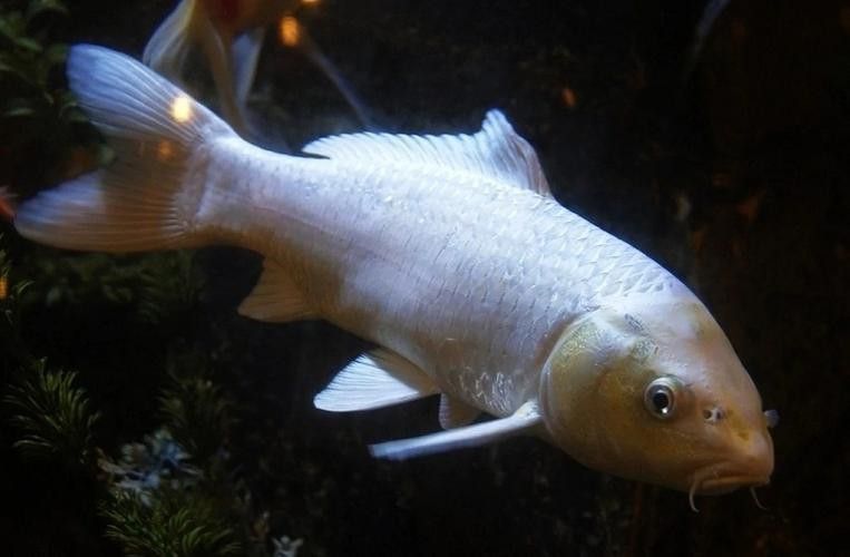 如何挑選健康的龍鳳魚？