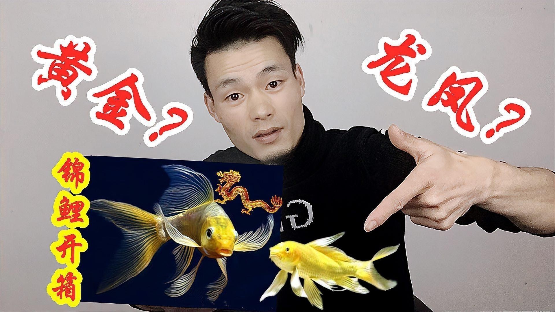 如何挑選健康的龍鳳魚？