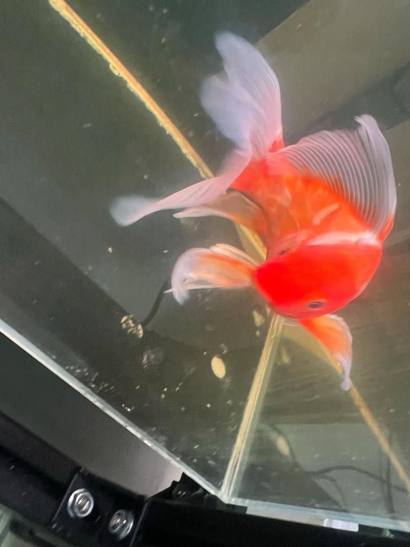 如何挑選健康的龍鳳魚？
