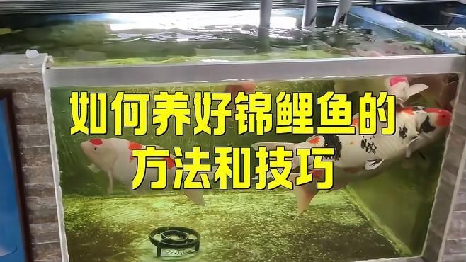 龍鳳錦鯉長尾好養嗎