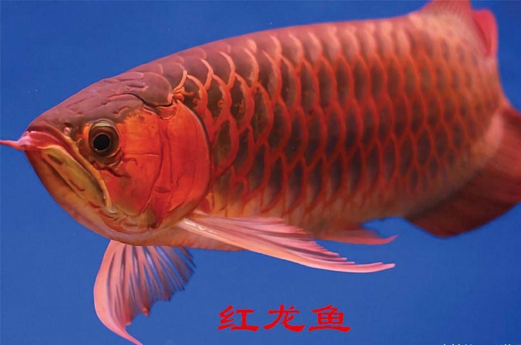 紅龍魚和金龍魚哪個好看些：紅龍魚和金龍魚各有其獨特的魅力，哪個更好看