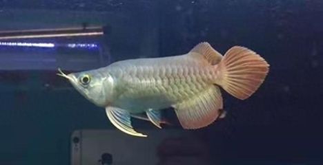 龍魚洗色：如何選擇適合的龍魚的燈光，避免龍魚退色的飼養技巧