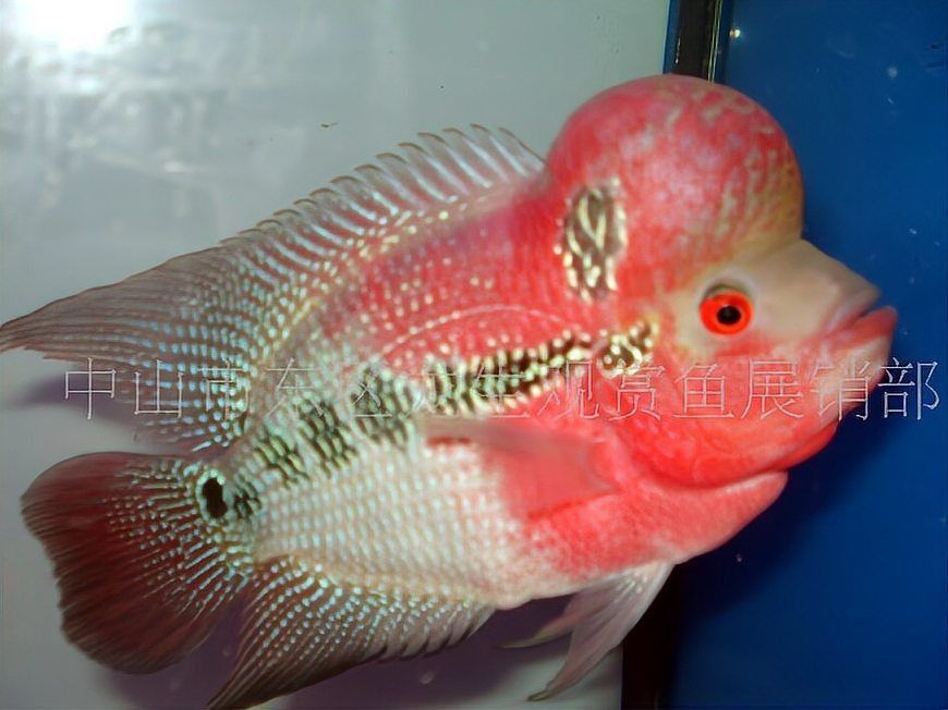 羅漢魚最不值錢的顏色