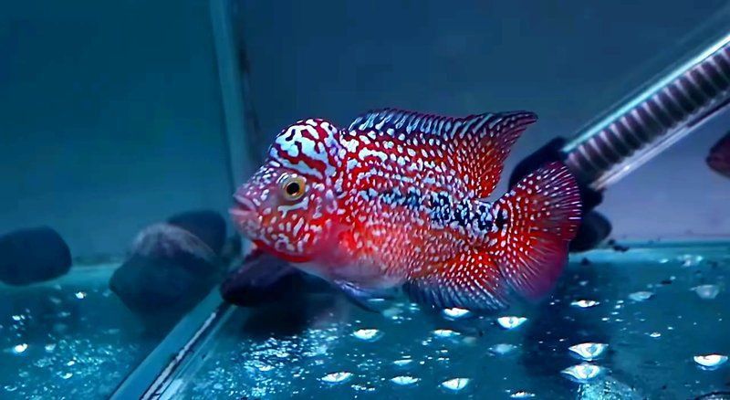 羅漢魚最不值錢的顏色