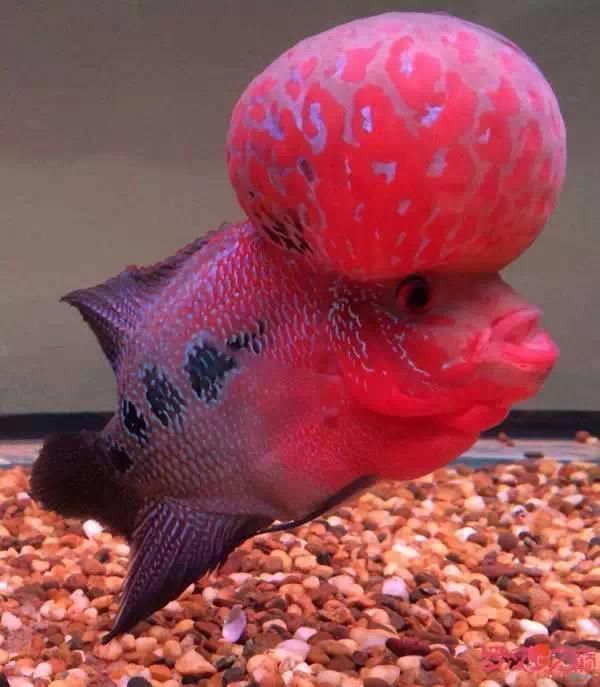 羅漢魚最不值錢的顏色