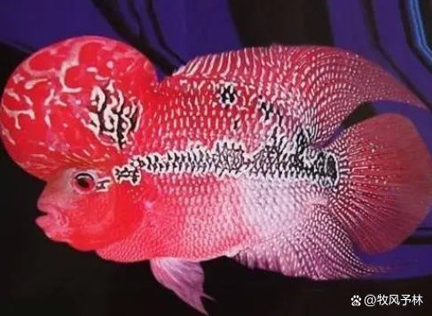 羅漢魚最不值錢的顏色