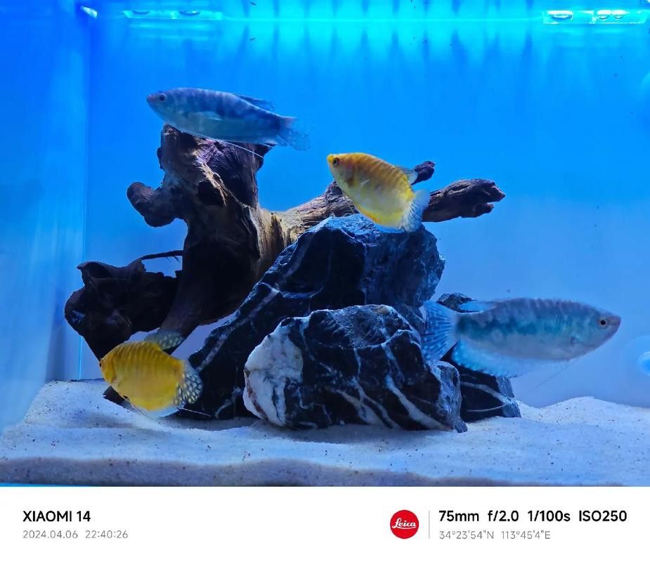 曼龍魚混養的最佳搭配