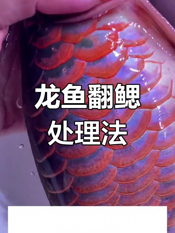 龍魚翻腮初期如何治療？