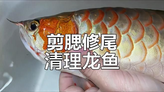 龍魚翻腮初期如何治療？