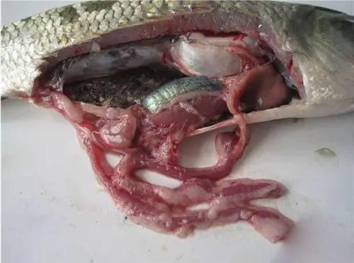 如何判斷龍魚是否復發細菌性腸炎？