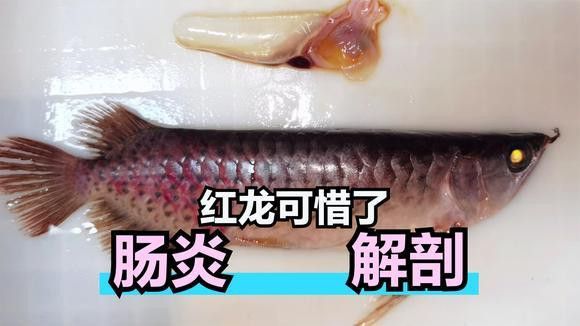 如何判斷龍魚是否復發細菌性腸炎？