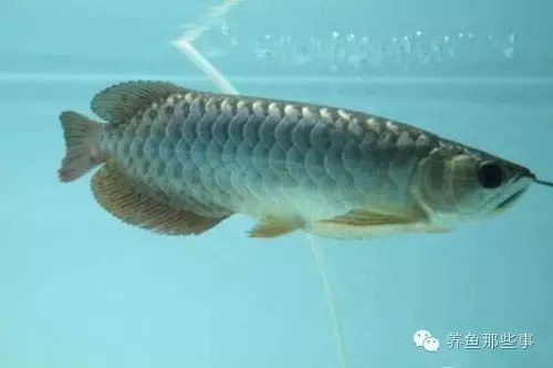 如何判斷龍魚是否復發細菌性腸炎？