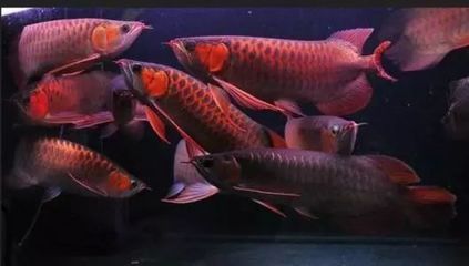 賣龍魚違法嗎怎么處理：賣龍魚是否違法？