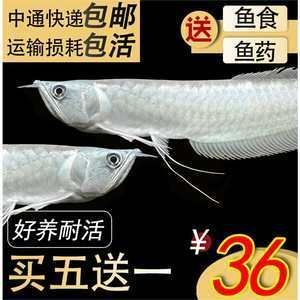 金龍魚幼苗怎么養【金龍魚幼苗養殖方法】