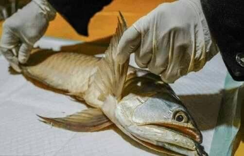 金龍魚幼苗怎么養【金龍魚幼苗養殖方法】