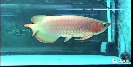 龍魚適合單養還是混養好呢？：龍魚單養和混養的優缺點分析龍魚適合單養還是混養好