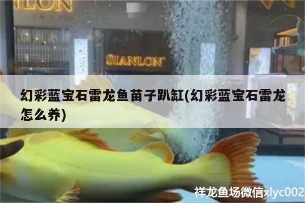 幻彩藍寶石雷龍魚苗子趴缸(幻彩藍寶石雷龍怎么養) 幻彩藍寶石雷龍魚苗子趴缸(幻彩藍寶石雷龍怎么養) 龍魚百科