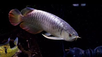 巨骨龍魚價格 巨骨龍魚價格 龍魚百科 第2張