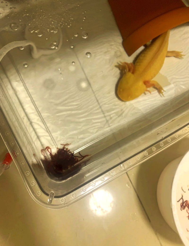 六角龍不打氧氣能活嗎