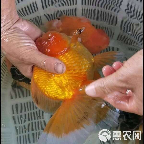 賽級金魚一般什么價位
