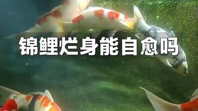 錦鯉爛身病會自愈嗎？