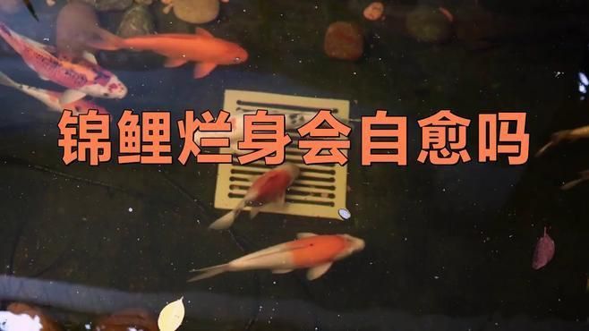 錦鯉爛身病會自愈嗎？