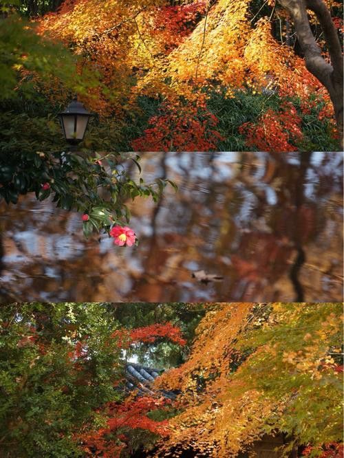 有哪些濾鏡適合大紅龍拍攝？