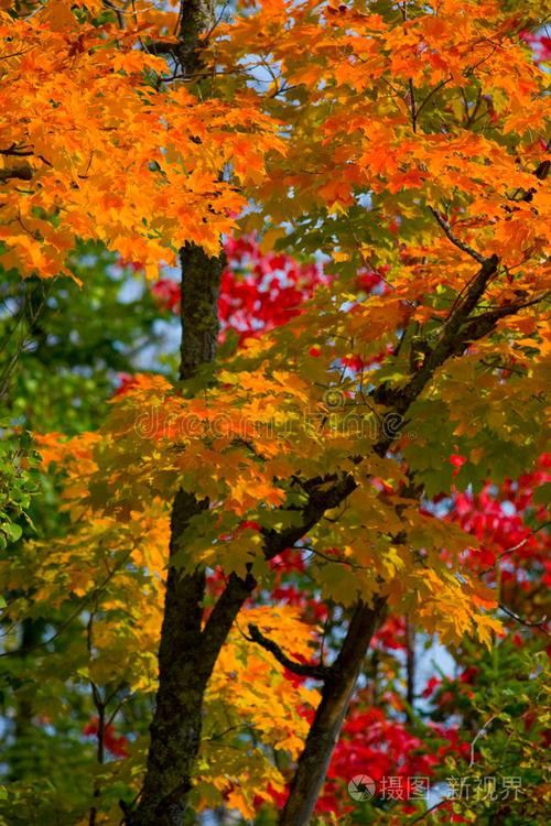 有哪些濾鏡適合大紅龍拍攝？