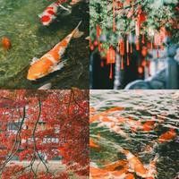 有哪些濾鏡適合大紅龍拍攝？