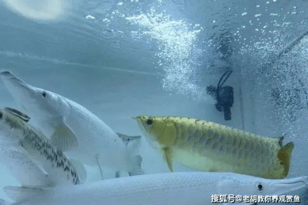 龍魚缸出水口設(shè)計成造浪泵行嗎：將龍魚缸出水口設(shè)計成造浪泵可行嗎