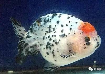 寵物觀賞魚有哪些常見的品種魚類：常見的寵物觀賞魚品種