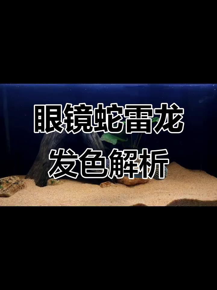 如何判斷雷龍魚是否發色成功？