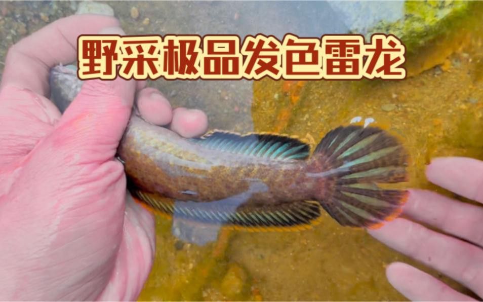 如何判斷雷龍魚是否發(fā)色成功？