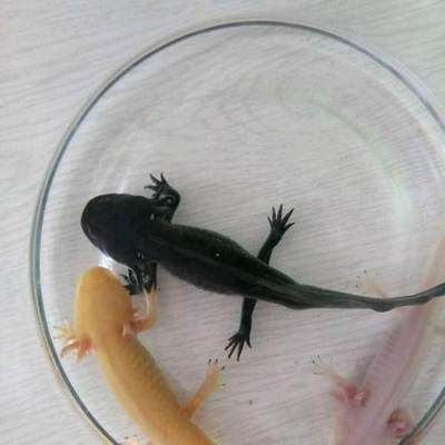六角恐龍魚的壽命是多少年：六角恐龍魚的壽命是多少
