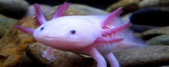 六角恐龍魚的壽命是多少年：六角恐龍魚的壽命是多少