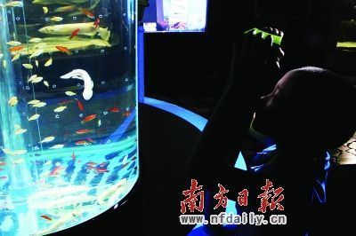 六角恐龍魚的壽命是多少年：六角恐龍魚的壽命是多少