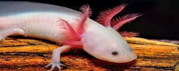 六角恐龍魚的壽命是多少年：六角恐龍魚的壽命是多少