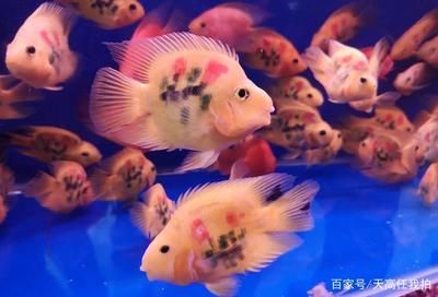 六角恐龍魚的壽命是多少年：六角恐龍魚的壽命是多少