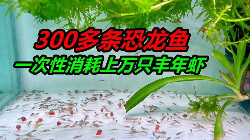 六角恐龍魚能吃多少東西