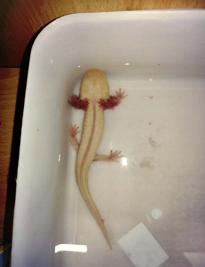 六角恐龍魚能吃多少東西